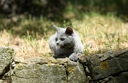 BRITISH SHORTHAIR C029